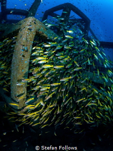 Spillage

Snapper - Lutjanus lutjanus

Sail Rock, Tha... by Stefan Follows 